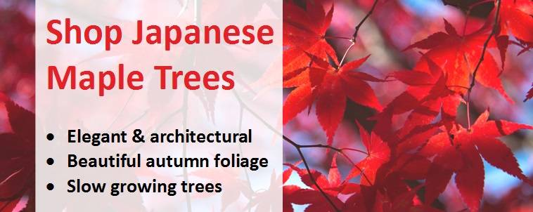 Shop for Japanese Maple Trees 2